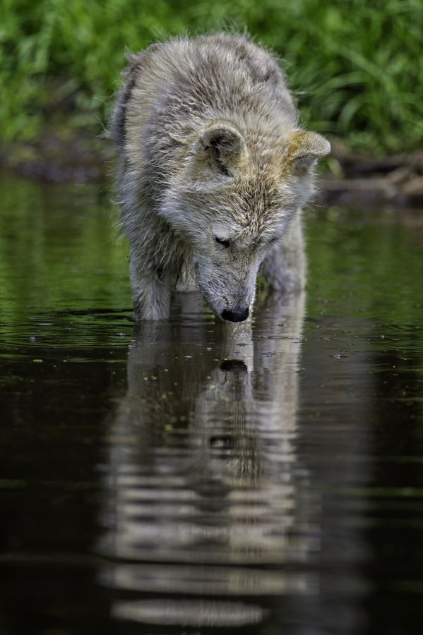 HourlyWolves presents:
