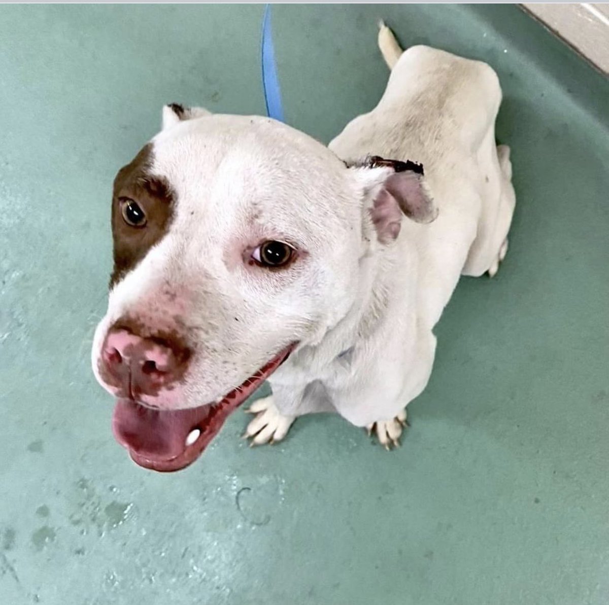 reddogsusie's tweet photo. #TN #MEMPHIS
🆘🆘CODE RED Delight 2yo girl ABANDONED WITH 2 OTHERS A v.sweet friendly skinny girl who needs a good pawdicure & some nice dinners! V.KENNEL STRESSED-Zero help in a packed shelter-pls #ADOPT #PLEDGE #RESCUE #FOSTER HELP🙏🏻#MASA13783
https://t.co/ubihJaOxvs https://t.co/k3f64kaRYy
