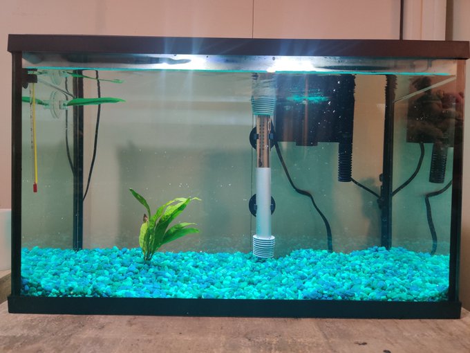 Help me fill this aquarium with more fish and extra swag! $KayCoole   Little Betta Romeo will be in here