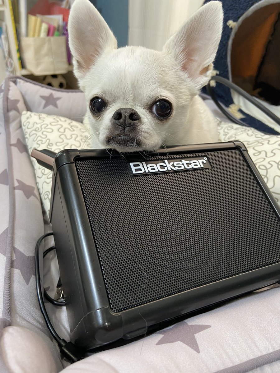 PapRinc's tweet photo. あーかわいい。。

#blackstar   #DTM https://t.co/winrPS2eLl