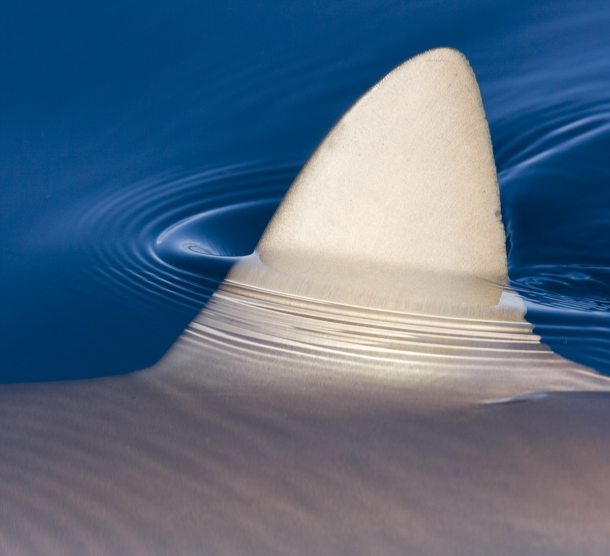 MauiOceanCenter's tweet photo. Happy #OceanAlohaFriday! π¦
-
Native Hawaiians had a healthy respect for Mano (#Sharks). They tattooed images of them on their bodies as well as decoration on kapa (barkcloth). Visit us to learn more.
-
#OceanAloha #MarineConservation #GoGreenForBlue #ImmerseYourself #Maui https://t.co/tsRm1vpgHr