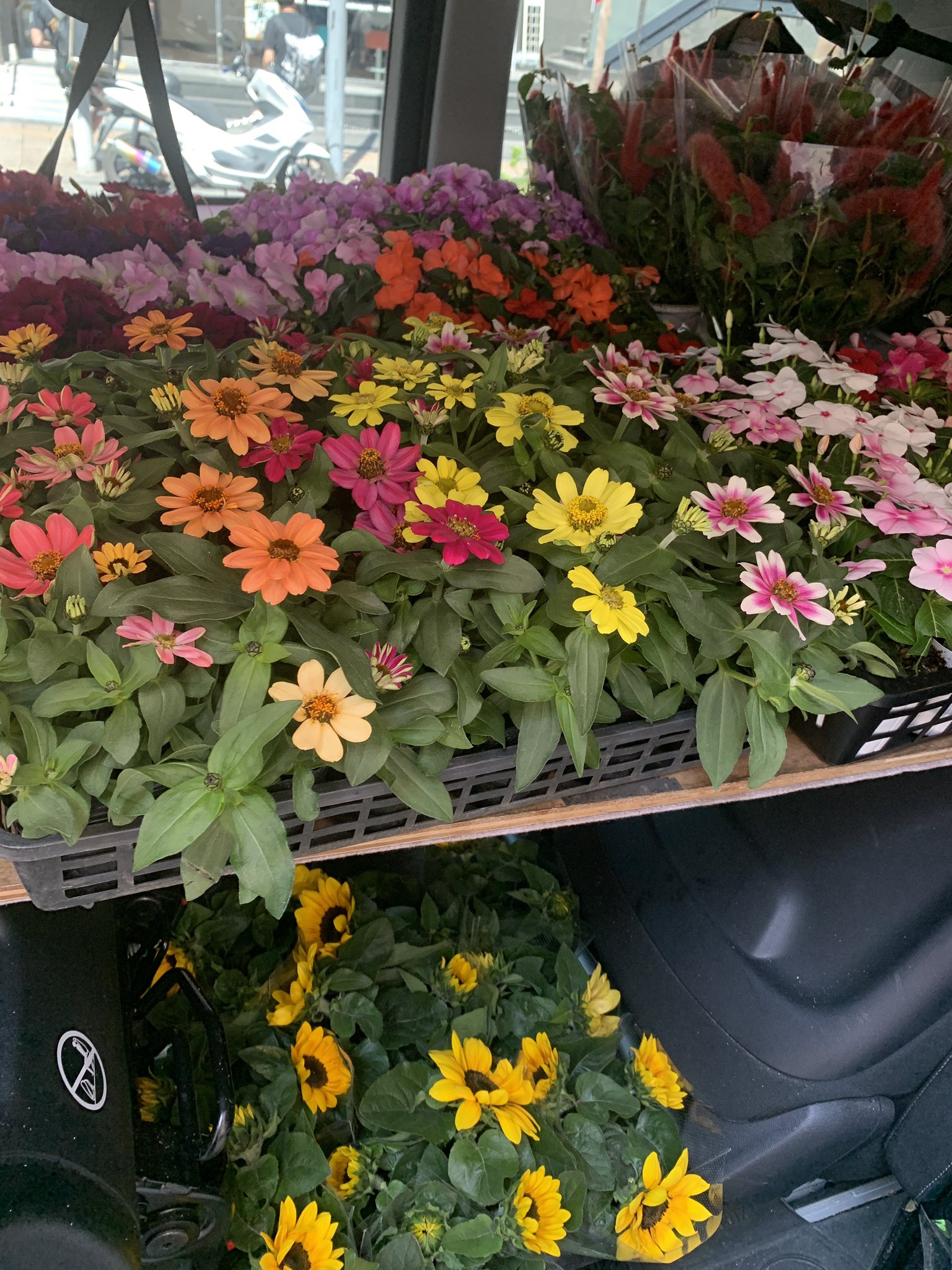 花屋 バディー 高幡不動 千歳烏山 苗もの中心に仕入れてきました 花 フラワー 花屋 花束 高幡不動 日野 千歳烏山 世田谷区 ブーケ フラワーアレンジメント デザイン 教室 Nfd 公認校 レッスン サブスク 技能士 ジャパンカップ19 T Co 1gm0vh8o1t