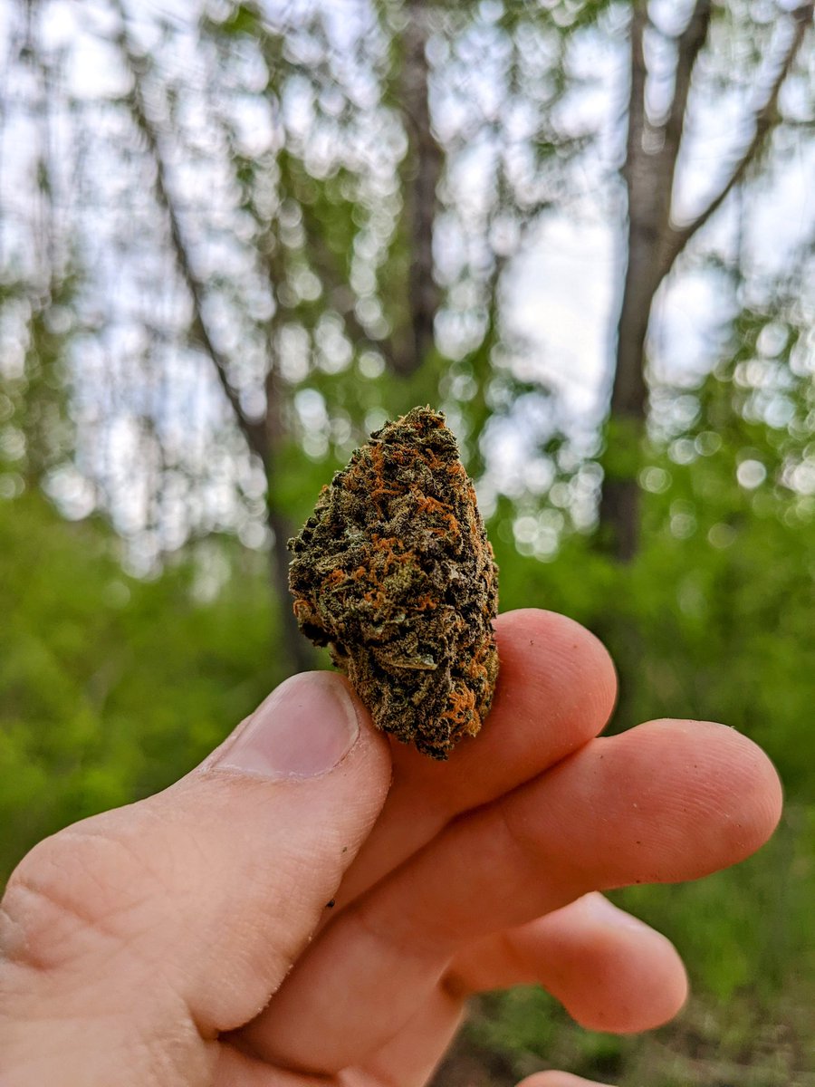 connor 🌱 tweet media