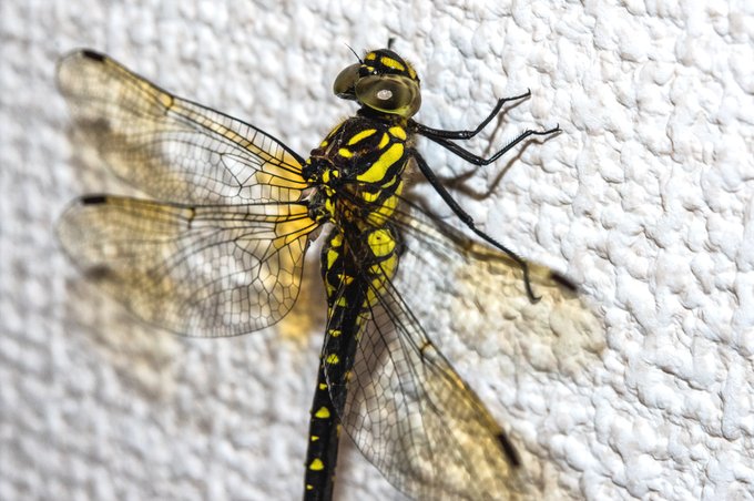 窓開けて朝めしを食べていたら
ついっと入ってきて靴に産卵しようとしてきた
こいつはサラサヤンマでいいかな 