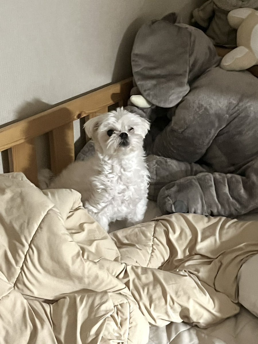 ANCOO_030's tweet photo. 인형잉가 https://t.co/lTm6gS5MeI