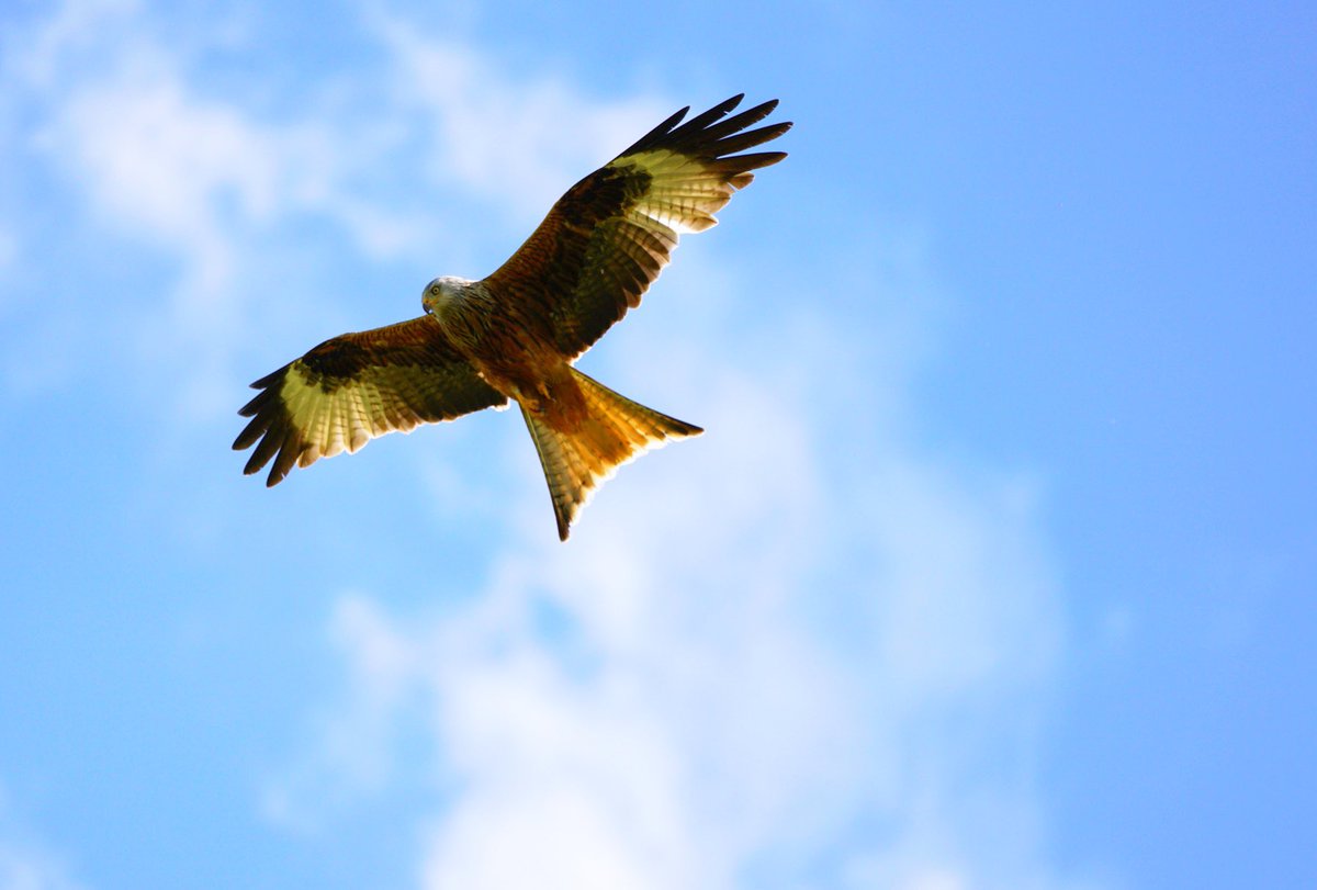 The farmer is mowing the field  and the #redkites  are swarming around looking for rodents #redkite