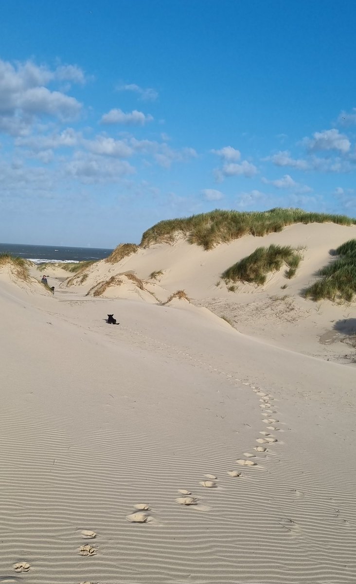 Walk the dog
#strand #duinen #zee