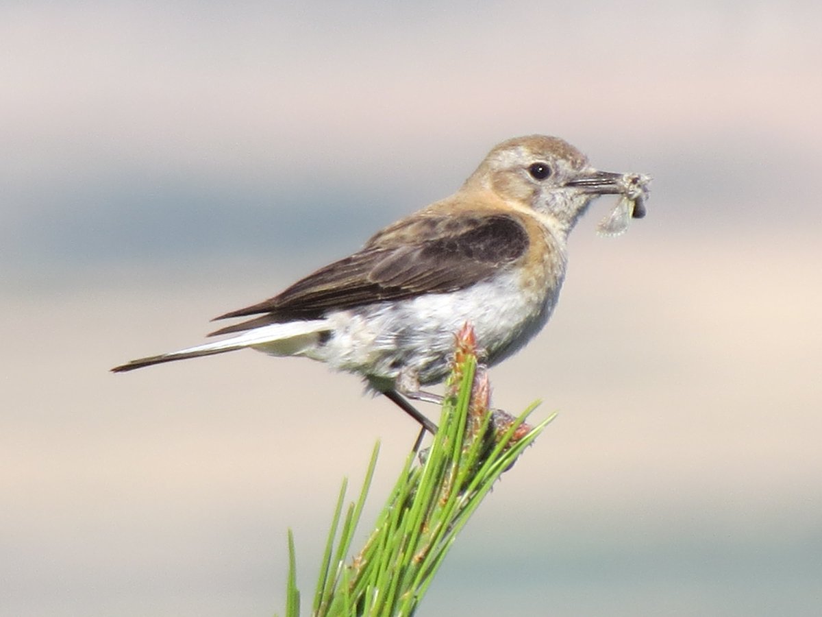 capdevila_jesu's tweet photo. Hembra de #Collalbarubia (Oenanthe hispánica) preparada para entrar a cebar a sus pollos.
Western Black-eared wheatear / Traquet oreillard.
Junio 2022, #Frescano, Zaragoza (España)
#Campodeborja #Rednaturaldearagón https://t.co/zuKRJEpI36