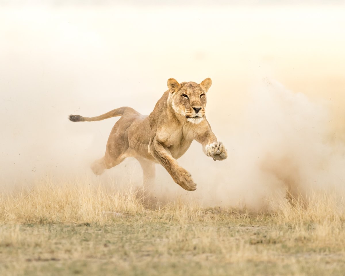 Today marks 7 years as 'full-time' wildlife photographer 🎉 I've never felt more determined to be a voice for the voiceless. Here's to many, many more years 🦁
