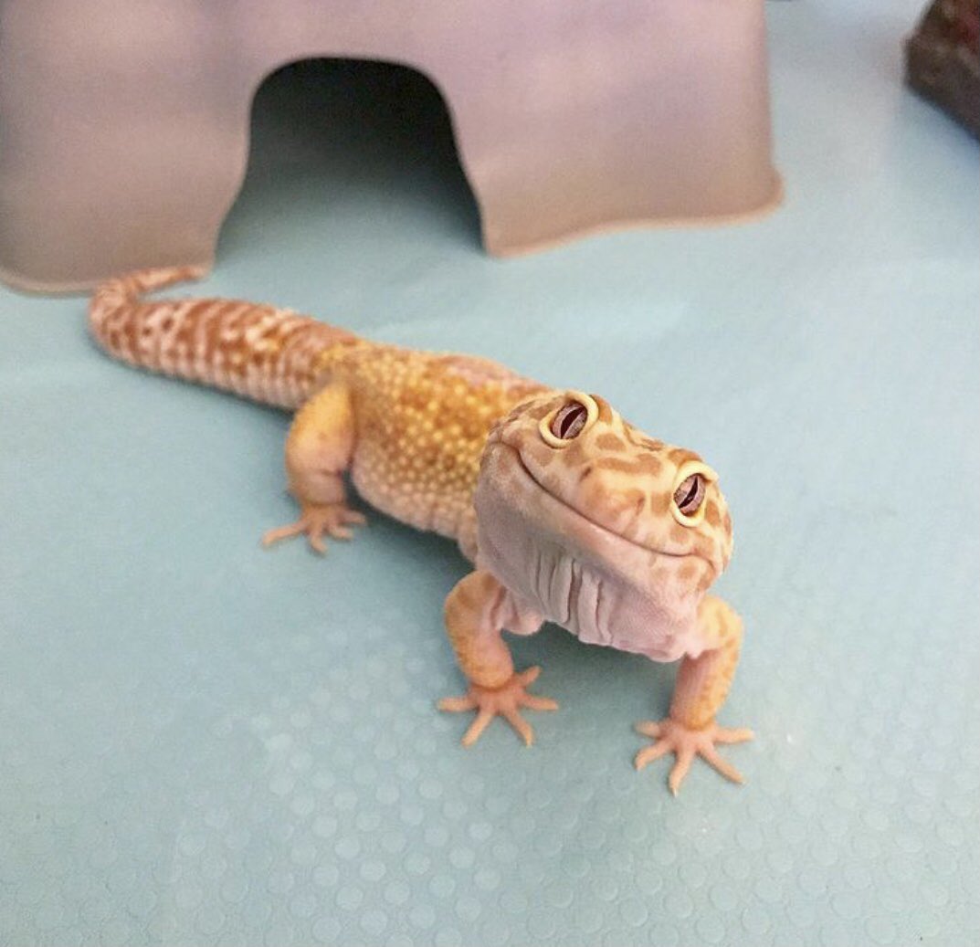 ageckoandhispjs's tweet photo. My sister Peaches has the most beautiful smile 😃 

#leopardgeckosoftwitter #leopardgeckos #geckosoftwitter #reptilesoftwitter #geckos #beardeddragons #crestedgeckos #etsy #etsyshop #familybusiness #coldbloodedpets #family https://t.co/8org6CNKLj