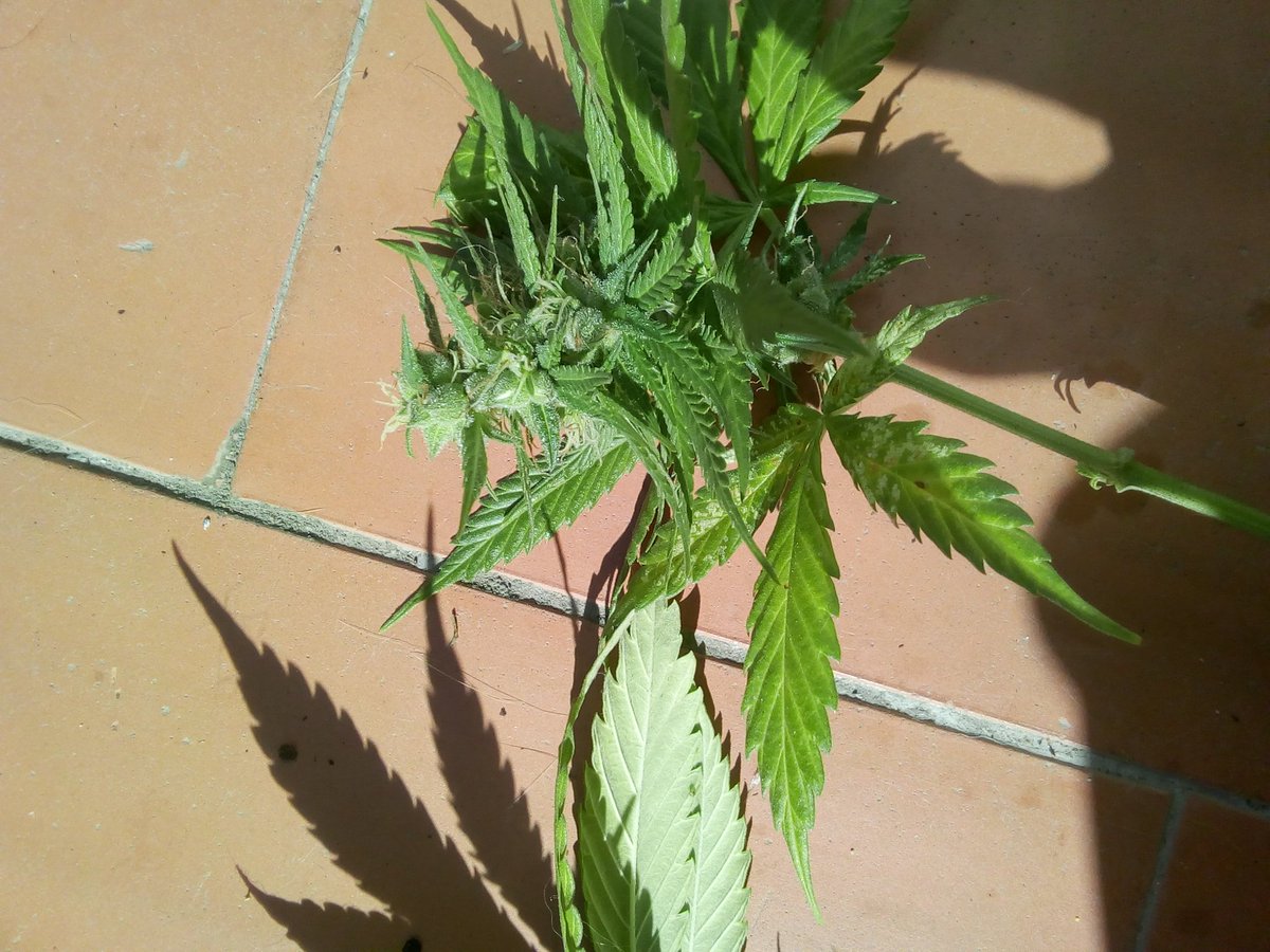Sin_Pension's tweet photo. Buenas tardes ??
#GelatooAtoNoAutoHenafrodita Part I
Aki tenemos la #GelatoAuto #NoAuto de @sweetseeds_es kon 25 dias de floración inducida. Y ahora #Hemafrodita.
La #NoAuto hoy le pillado dos ramas bajeras kon mas #Huevos k un fumeta engañao.
He aki la prueba del delito. https://t.co/8q0kK00Gpd