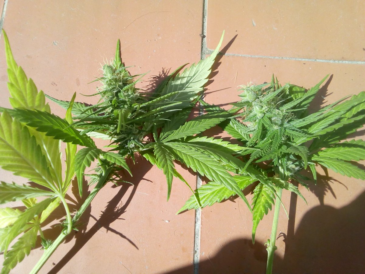 Sin_Pension's tweet photo. Buenas tardes ??
#GelatooAtoNoAutoHenafrodita Part I
Aki tenemos la #GelatoAuto #NoAuto de @sweetseeds_es kon 25 dias de floración inducida. Y ahora #Hemafrodita.
La #NoAuto hoy le pillado dos ramas bajeras kon mas #Huevos k un fumeta engañao.
He aki la prueba del delito. https://t.co/8q0kK00Gpd