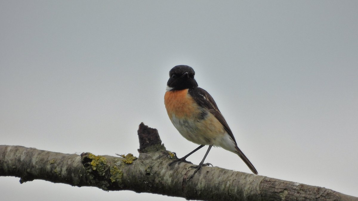 inja5248's tweet photo. #roodborsttapuit โ๏ธ
op 'n tak langs de weg bij #Putbroek #MiddenLimburg๐
#saxicola_rubicola #BirdsSeenIn2022๐ณ๐ฑ #birdphotography
@vogelnieuws @Roots_NL @Sovon @VroegeVogels @NatureTodayNL @volgdenatuur https://t.co/Ldbioo6YCb