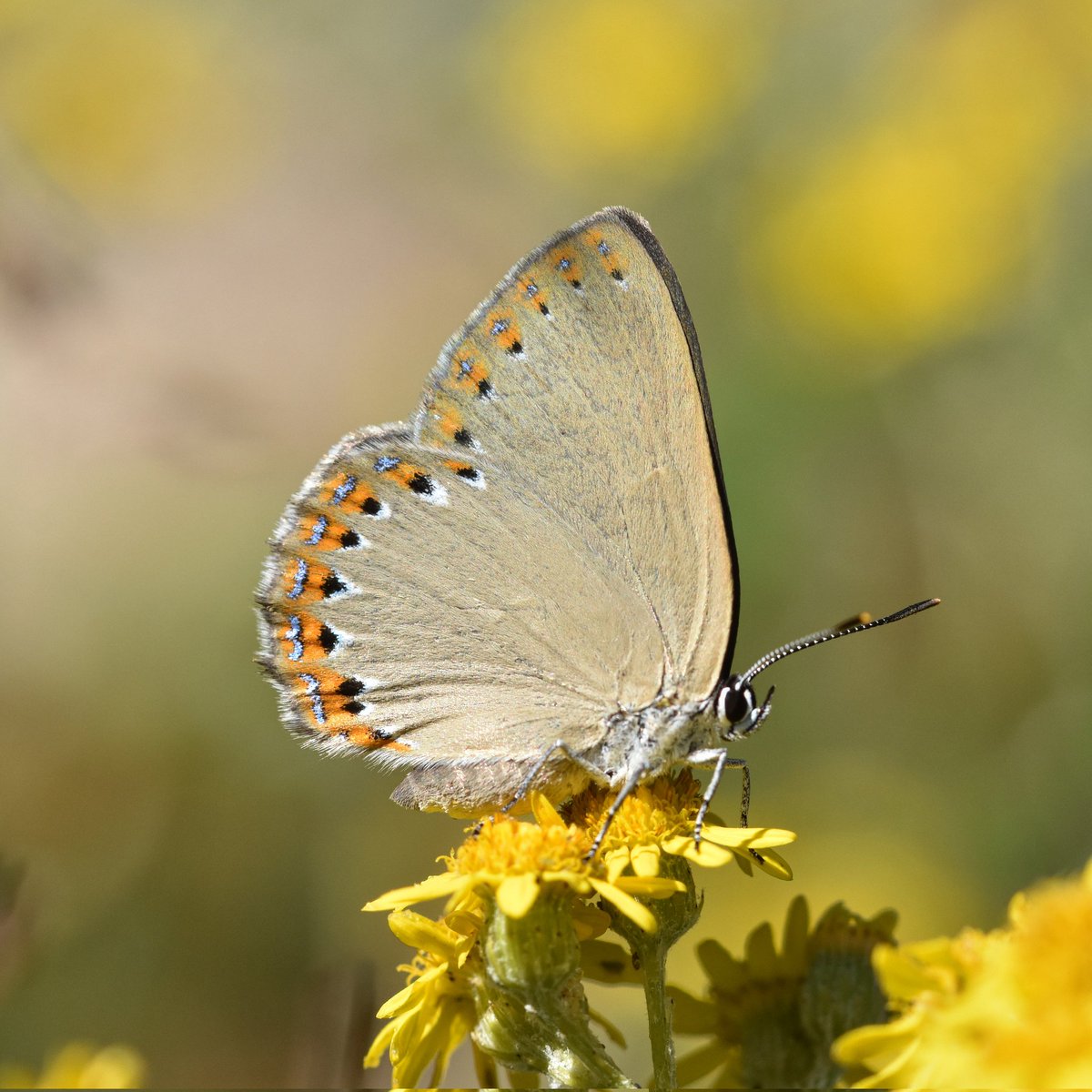 Charaxes3's tweet photo. Una bellesa que no té res a envejar a les blavetes i una mica més difícil de trobar.

Morada del freixe (Laeosopis roboris)

@catalanbms
@mcngranollers 
#biodiversitat #biofollower https://t.co/xs2Mp5ig4N