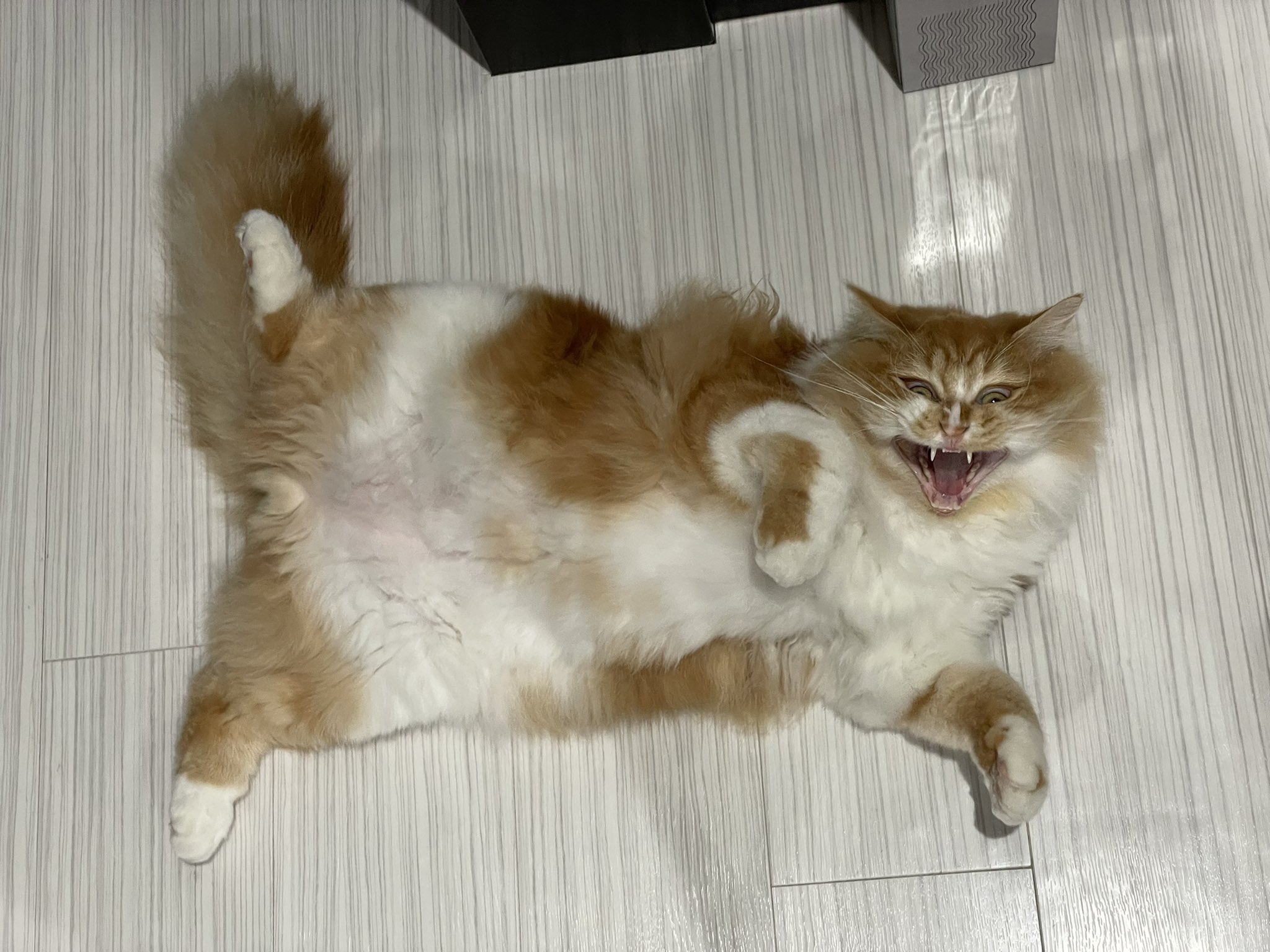 تويتر Seira على تويتر もっとかわいい顔しな 爆笑 猫好きさんと繋がりたい 猫のいる暮らし 猫おもしろ写真 T Co M23mcv5taq تويتر Seira على تويتر もっとかわいい顔しな 爆笑 猫好きさんと繋がりたい 猫のいる暮らし 猫おもしろ写真 T Co M23mcv5taq