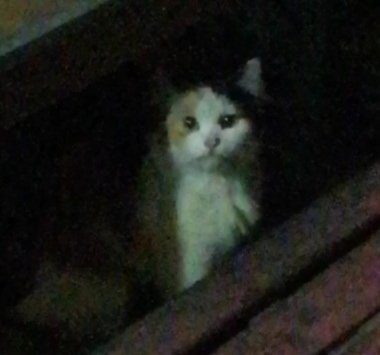 kukirkuy's tweet photo. Makasih udah nemenin aku ya cing... Btw kamu cantik banget. https://t.co/KwDsM1pgVV
