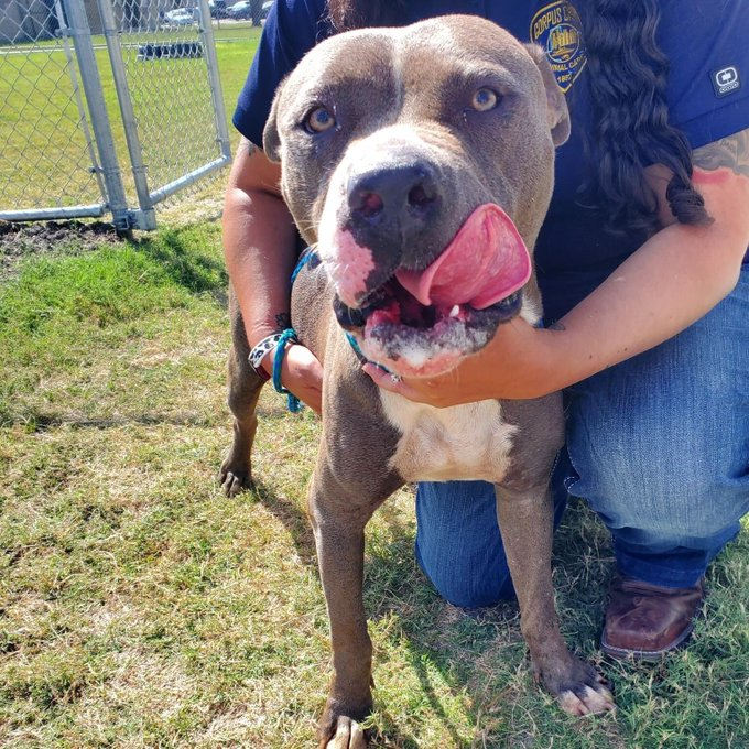 psychicwhisper3's tweet photo. 🆘💔MORGAN🏥&amp; 8 PUPS BORN AM 6/10
She Is A APB Terrier Mix 2 Yrs Old Very Friendly 
With Staff #URGENT #RESQ Need 2 Get Mum &amp; 
Pups Out Of This Shelter 2 Save Them 🏃‍♀️⚡️
❤️MUM #A346145 &amp; PUPS #A346715-22 💐
This Place Is Too Stressful 4 Them 💔#CCTX 
INFO⬇️🙏#PleasePledge 🐾 https://t.co/aWnGAl1f7n