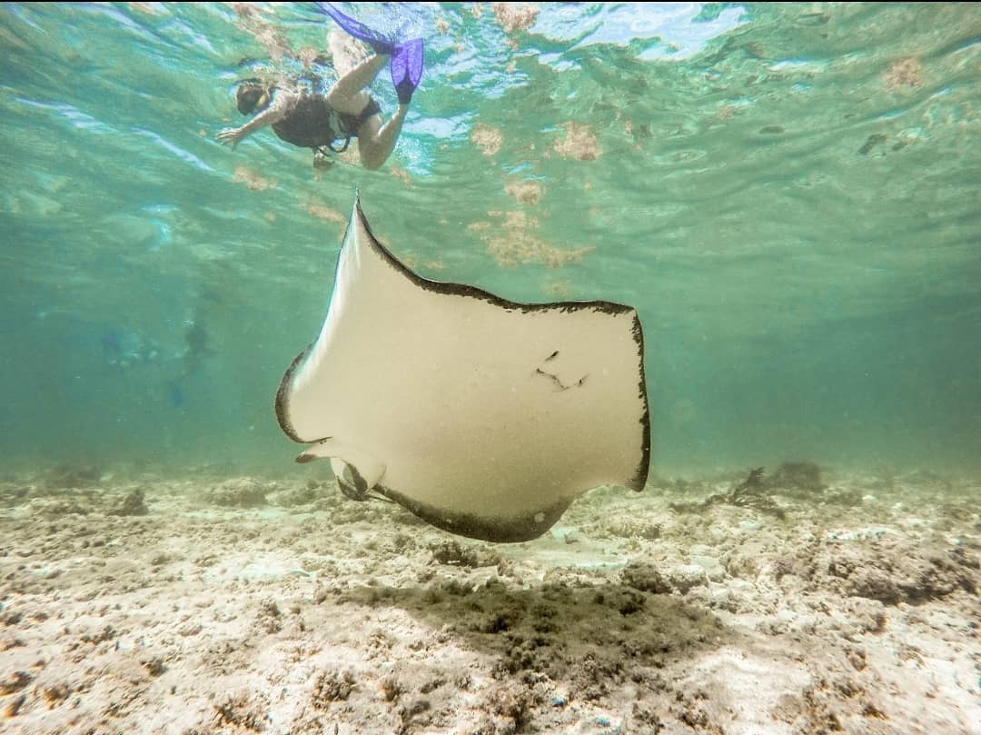 Just came by to say hi 👋! 

📸 Spotted waving at one of our customers. 

With so many different catamarans cruising the coastlines, the difference in quality can vary GREATLY. 

Lucky for you, we try and test everything we sell to ensure only the best is on offer.