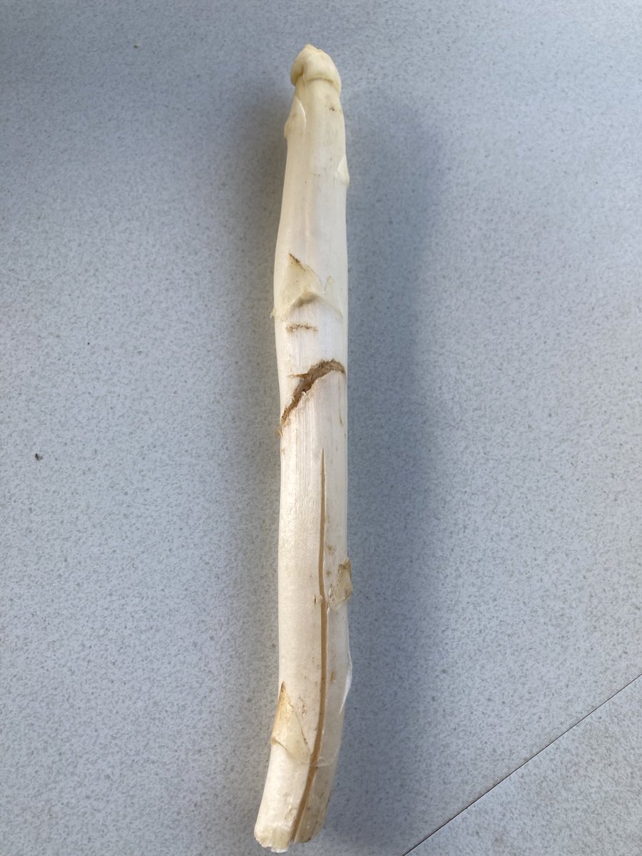 Spargel vom Hornbroker Hof, Güteklasse I zu 14,30€ das Kilo! Leider sein Geld nicht wert, bisher der teuerste Spargel in der schlechtesten Qualität.