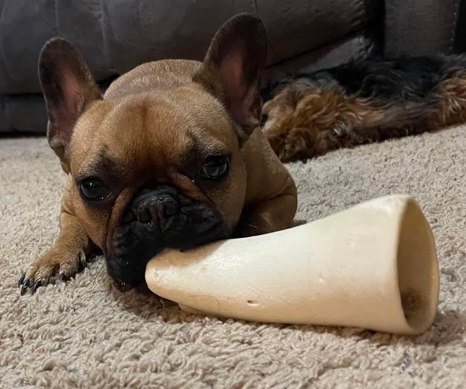 MyRunnings's tweet photo. Jenn Bolden wins ๐ Gift Card for sharing a pic of her adorable little pup enjoying her new bone from Runnings. โค๏ธ
๐พ ๐พ Runnings Furry Friday Winner!
#runnings #runningsstores #runningsstore #petsofinstagram #petsoffacebook #petcontest #cutepups #furryfriday #petfriendly https://t.co/dQo7K9lstM