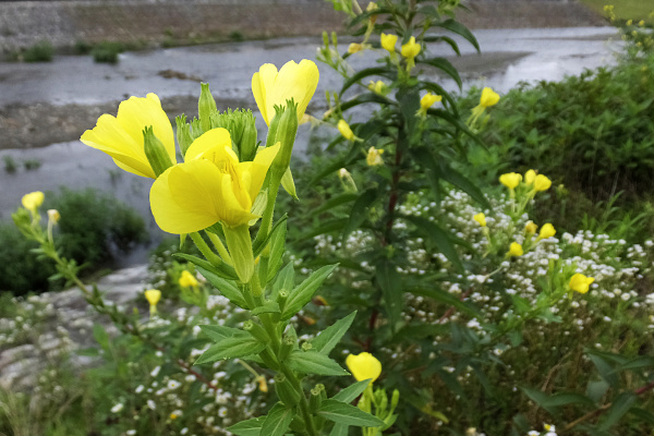 マツヨイグサ Twitter Search Twitter