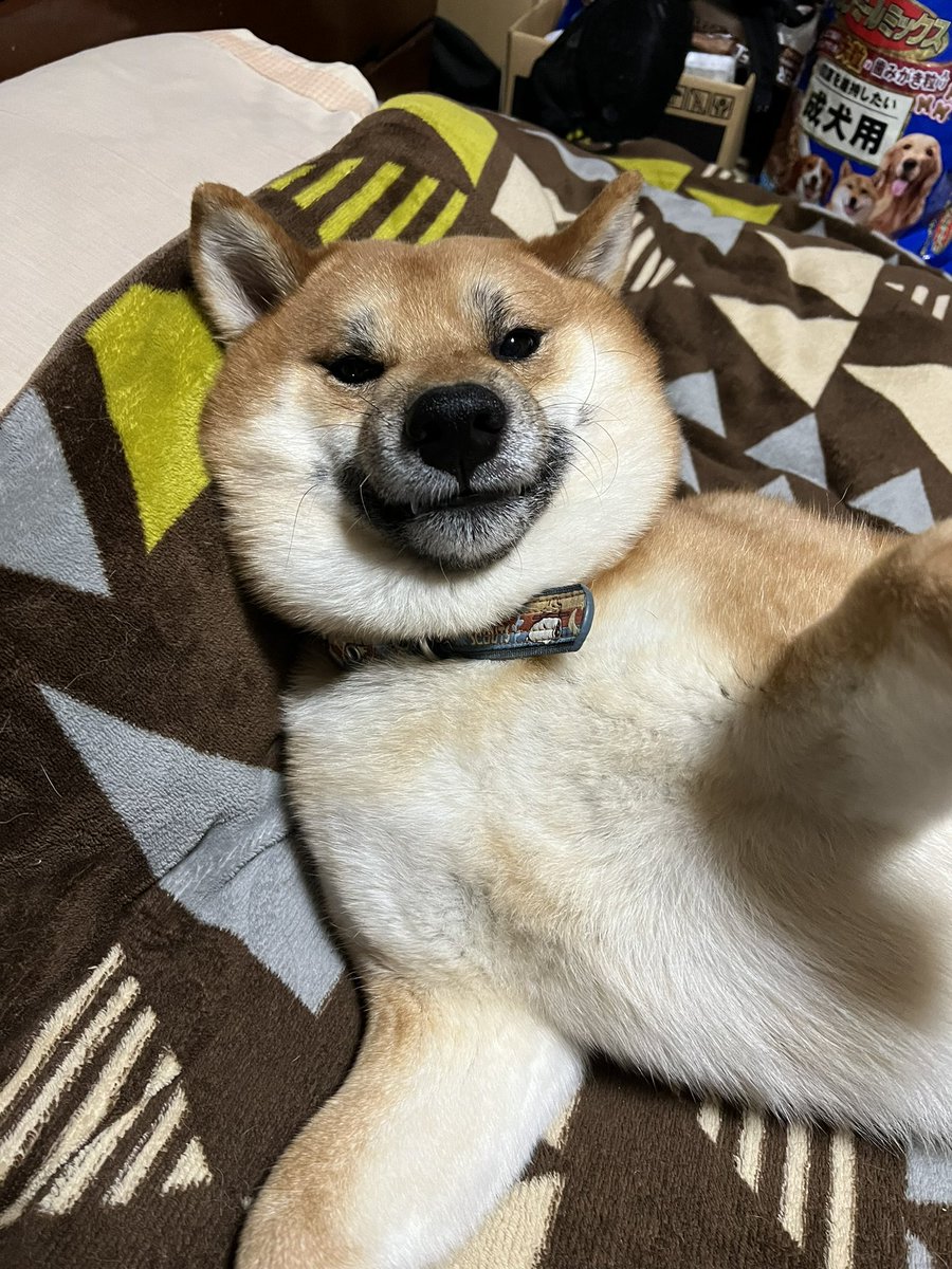 ARASHIANS_ayu's tweet image. おねぇね〜って甘えてくる、どちゃくそ可愛いハクトと、ゾンビごっこして遊んだら勲章が出来たwww

腕に引っかき傷と黒のスキニーに換毛期の毛がどっさりとwww

昨日から始めたゾンビごっこが楽しいみたいで、遊ぼうよ！って誘ってくるw

 #柴犬ハクト 
 #ゾンビごっこ 
 #柴犬のいる暮らし 
 #楽しい