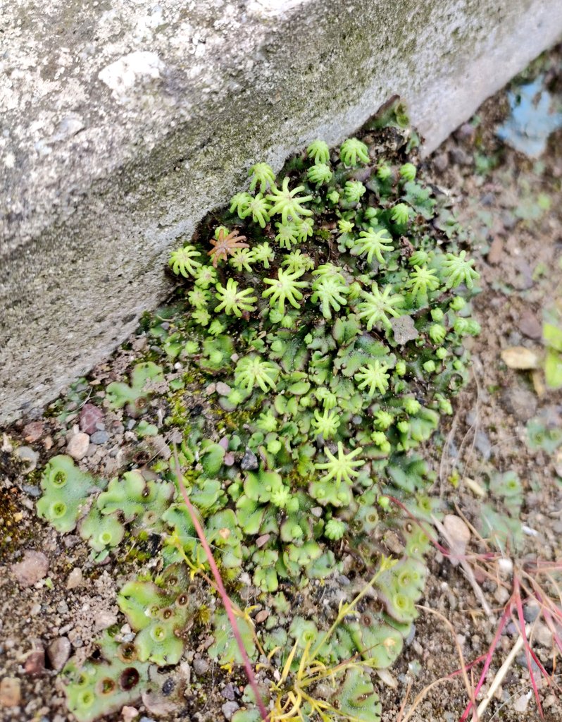 avi_theplantguy's tweet photo. Hike along the shore... rewarded by the sight of something I only knew in thoery!! Liverworts, a unique class of non-vascular land plants... an evolutionary marker from the time when plants started setting foot on land #amazingplants https://t.co/VpZo7pQuPX
