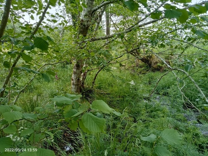 GFAugasGalicia's tweet image. Un, é o responsable da conservación da vida silvestre e do aporte do 75% da auga do planeta. A súa representación acada o 85% do territorio, como centinela dun sistema que conecta ríos e océanos. O outro, unha paisaxe imaxinaria.
Bo finde!!