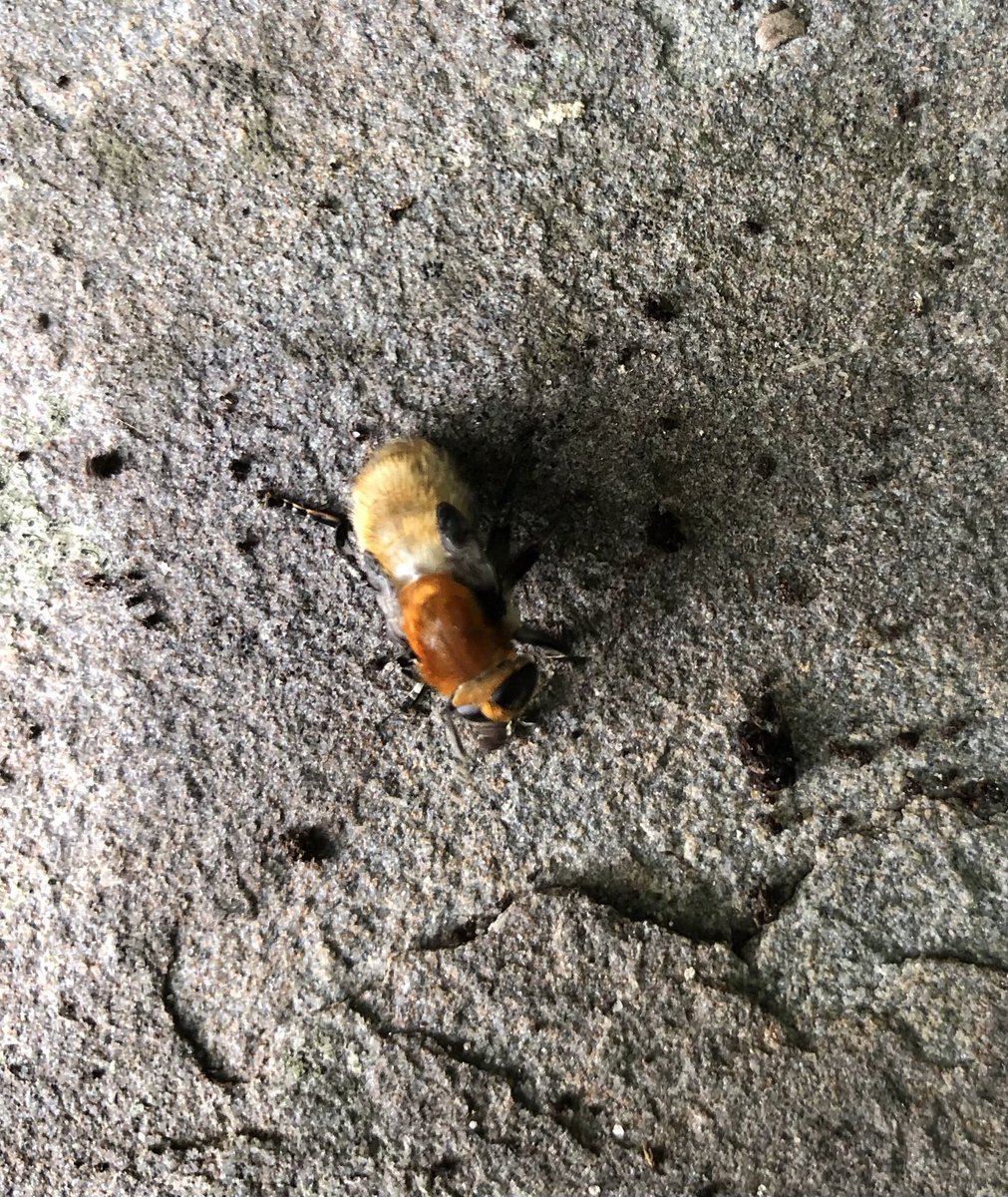 rchjohn's tweet photo. Please will you identify this ⁦@WoodlandTrust⁩ https://t.co/y4yWzlEwwe