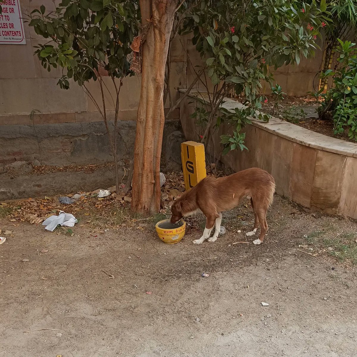 SankalpCareNGO's tweet photo. Happy to see that the water pots kept by @SankalpCareNGO are giving some relief to the animals in this scorching heat.We urge you all to please put water pot near your place and fill water,do your bit for helpless animals. https://t.co/SfQjTayHRN