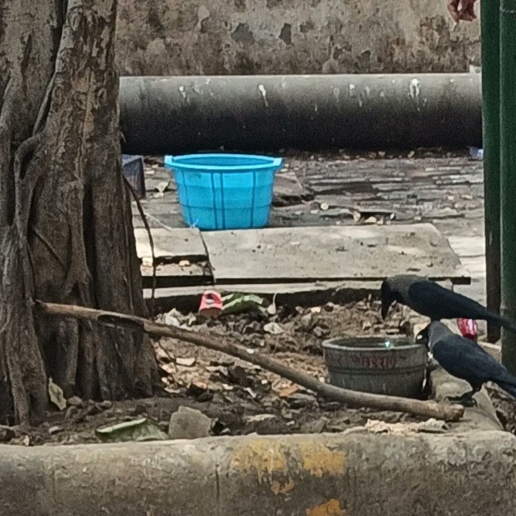 SankalpCareNGO's tweet photo. Happy to see that the water pots kept by @SankalpCareNGO are giving some relief to the animals in this scorching heat.We urge you all to please put water pot near your place and fill water,do your bit for helpless animals. https://t.co/SfQjTayHRN