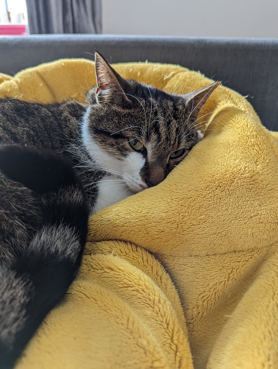 onlyhazel's tweet photo. Happy Caturday we are having a sofa Saturday πΎππΎ #Caturday #CatsOfTwitter #CatsOnTwitter #cats #Cat #sofasaturday https://t.co/E7Z3WQHsIc