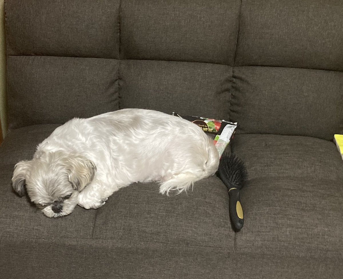 犬が自分でご飯を食べず人の手からしか食べないのはどこか悪いからなのかと心配して獣医に相談した結果がこちら Togetter