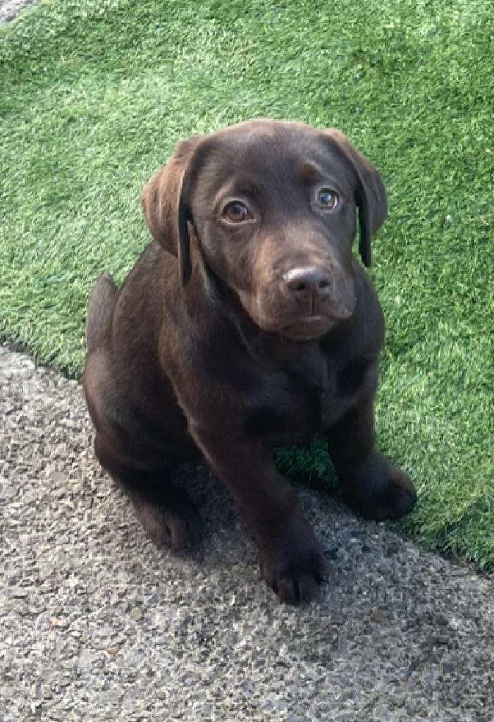 NickyandGar1990's tweet photo. @polscotdogs My baby is just as cute 😍 💕 here's Kodi 💕 💗 https://t.co/UVwCxy34HG