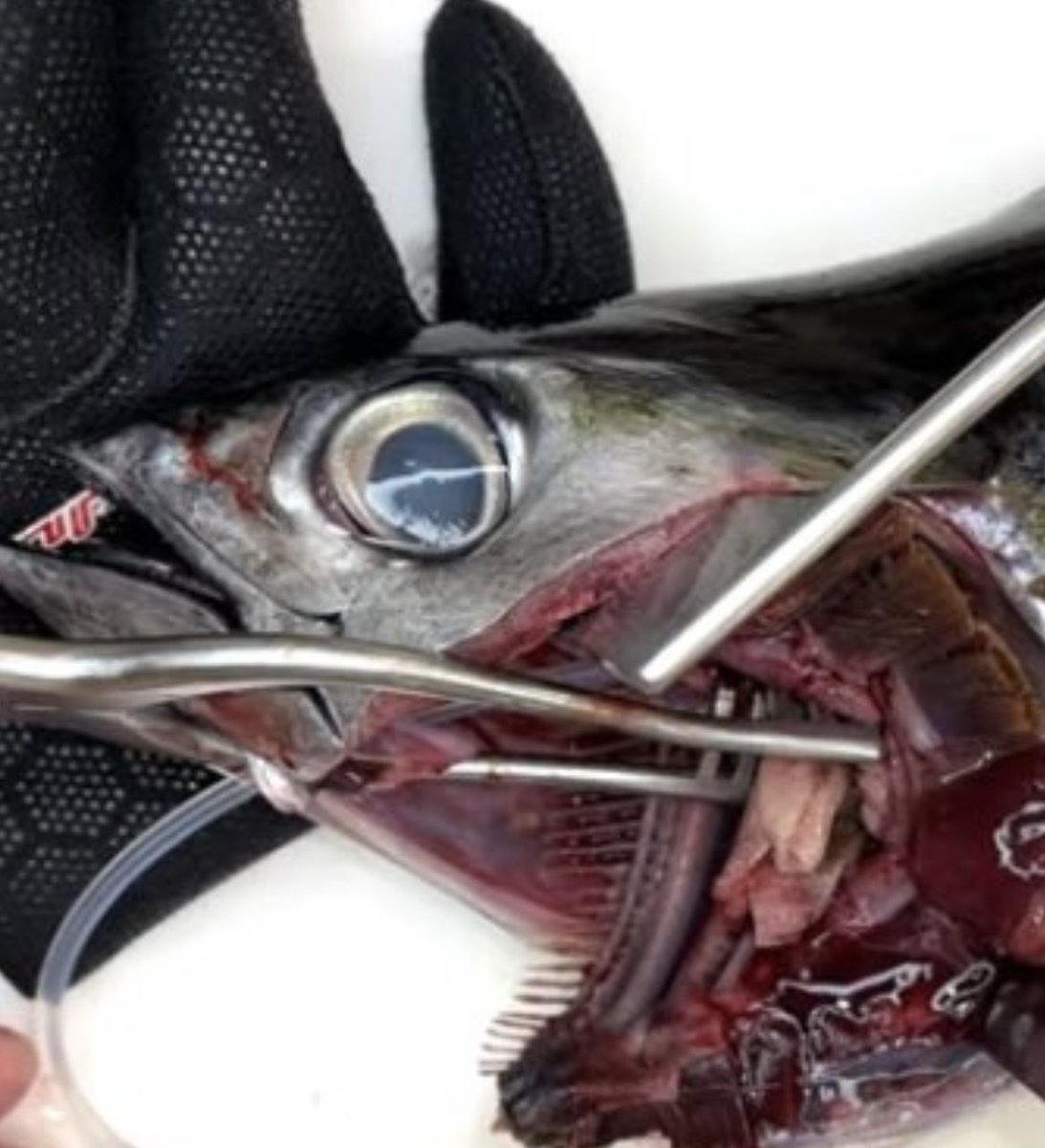 やばいyoutube見つけてしまった マグロの背大動脈にバルーンカテーテルを挿入し醤油を 料理の動画なのに 出てきてる器具がほぼ医療用w ミノタウロスの皿かな Togetter