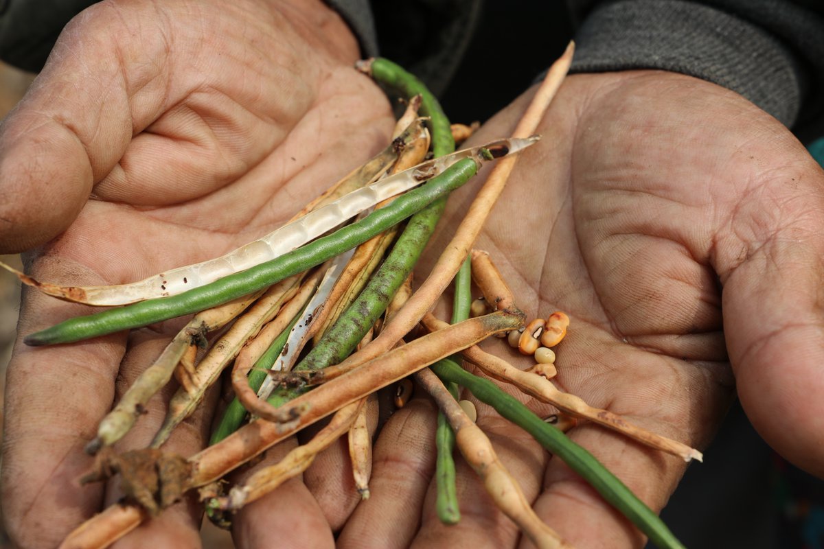 UNDP Planet tweet media