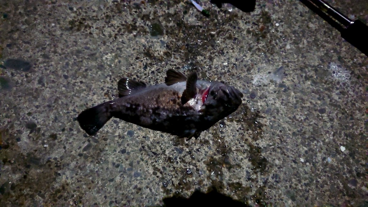 小さいけど釣れた。
