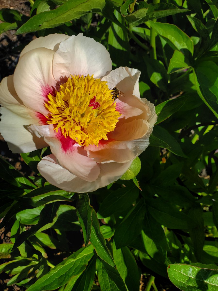 Christine Fulkerth tweet media