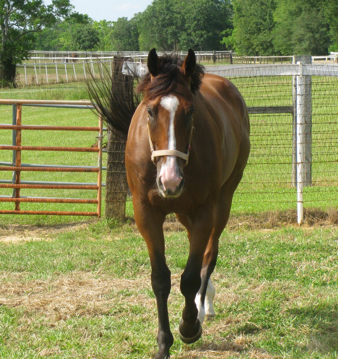 krlangston1965's tweet image. Monte Man enjoying the retired life at Clear Creek Stud, where he was bred. #LaBred
