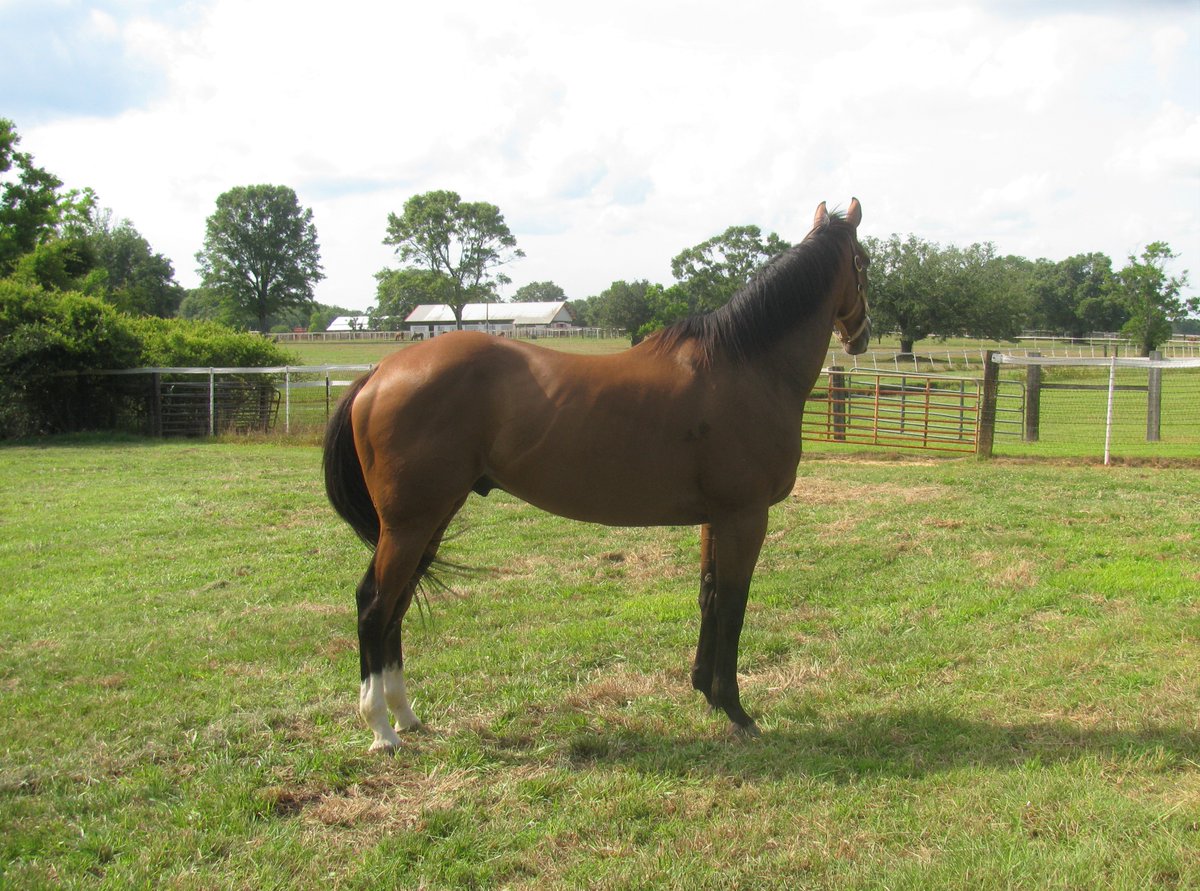 krlangston1965's tweet image. Monte Man enjoying the retired life at Clear Creek Stud, where he was bred. #LaBred