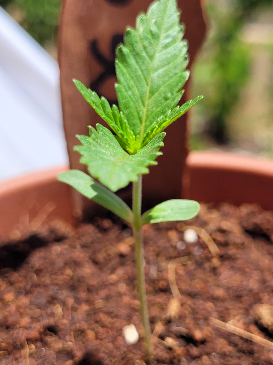 Sophie_MJ's tweet photo. @AdrycManellson @RaulSantos1981 @PhiloSeeds @INMAQ16 @HappySeedsGirl @Apez140 @HempCropEs @Kannabia_Samen @alchimiaGrow @ProXL_Spain @GreenbudSeeds @MavericksSeeds @CannaWorld4 Felíz tarde Adri !!! ☀️🪴🌊
Está preciosa, no veas como ha crecido 😍
Su prima #LemonOGCandy ya mismo la pilla 😄
#COMPETITION #competi #CostaTropicalXAdrycsCove
#SurXNorte 
#LaSofiJardinera 👩🏼‍🌾🧿💄
❤️❤️❤️❤️❤️❤️❤️😘😘😘😘 https://t.co/XQUitg5G1k