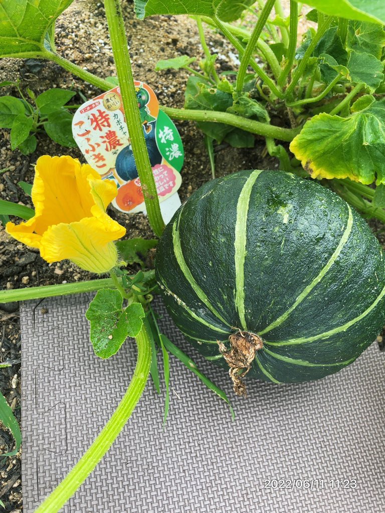 Nanako 庭初心者 ハッピーとハッピーライフ Nanako Sebun Twitter