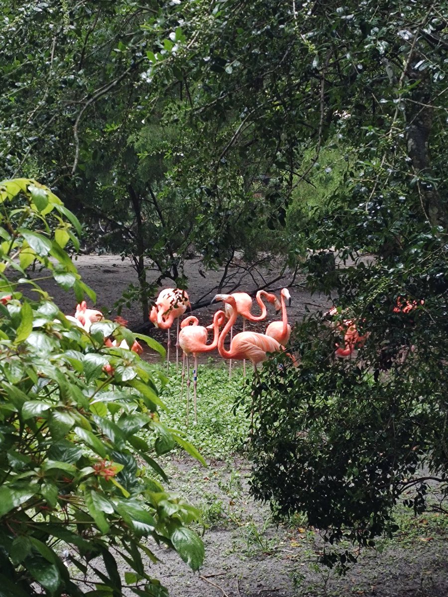 Rain or shine, Homosassa Springs State Park is a must see. We loved it here. ❤️ <a href="/WorldStrides/">WorldStrides</a>