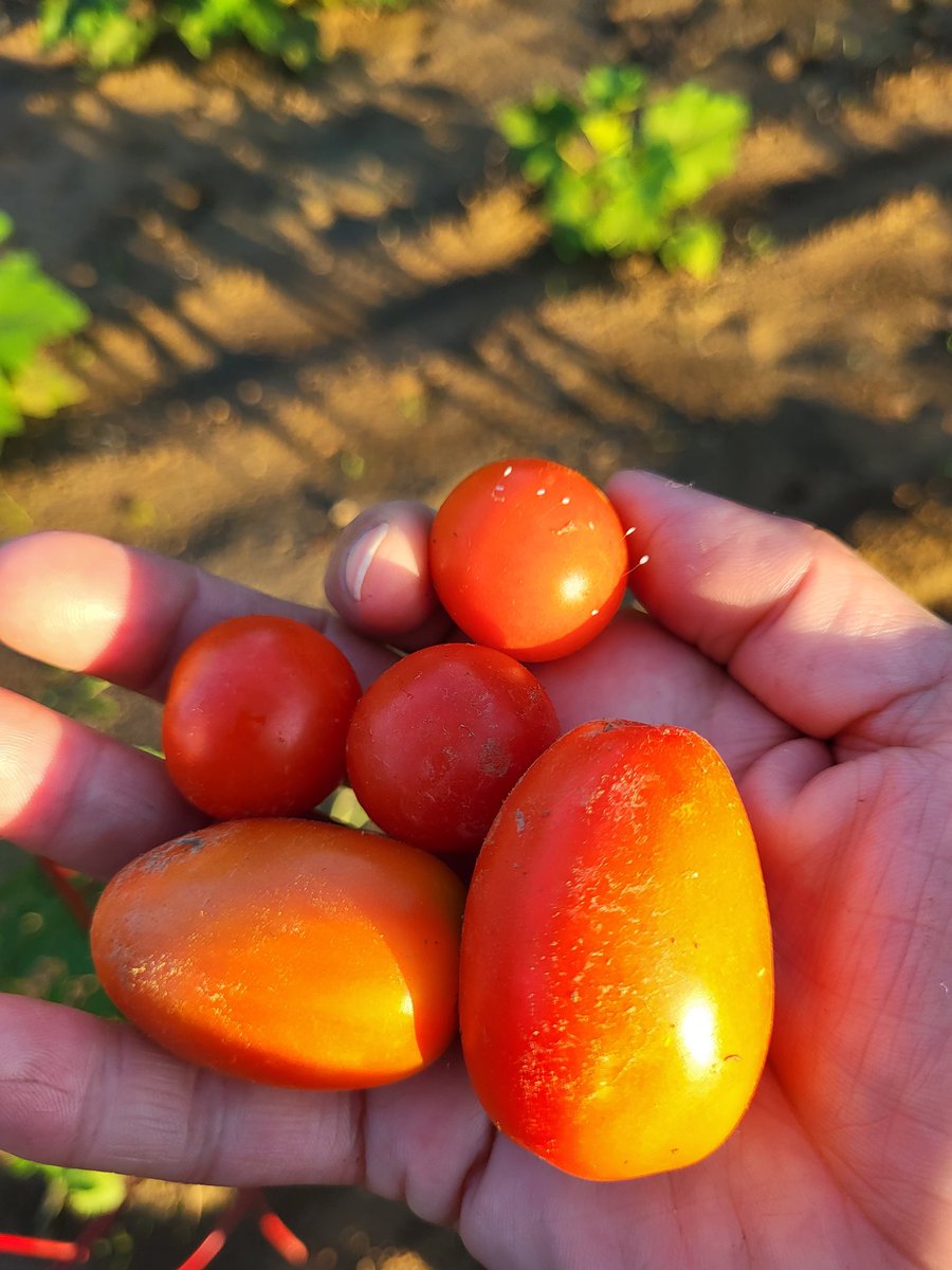 19bigsister72's tweet photo. First harvest!!!
*Peep the lace wing eggs! If I would have known they were there, I would have left the tomato.
#GrowSomething #Tomatoes #Lacewing #NaturalPredator #Gardening #BecauseFood https://t.co/MBRwaJ3Nds