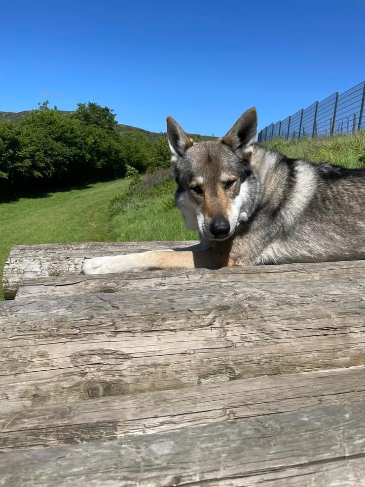 hvmitch76's tweet photo. To be accepted by a wolf as part of his pack was the most moving moment of my conservation career. To be able to join a wolf & howl with him was just magical #30DaysWild #wolfweekend @PredatorExp โค๏ธ๐บโค๏ธ https://t.co/1m1FXM7dsP