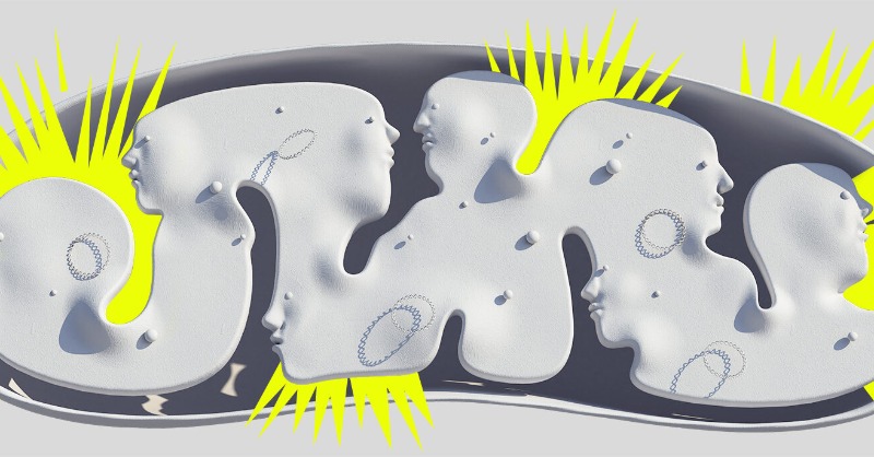 Spectrum's tweet photo. Clues that problems with mitochondria contribute to autism have been accumulating for decades. In the past five years, a mutant mouse and a flurry of findings have energized the field.
