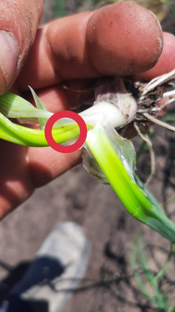 Beetje kali in de crimsun uien gooien. Hebben de groei goed te pakken. Trips is ook al te vinden. Op de achtergrond de kerktoren  van <a href="/GemNederweert/">Gemeente Nederweert</a>