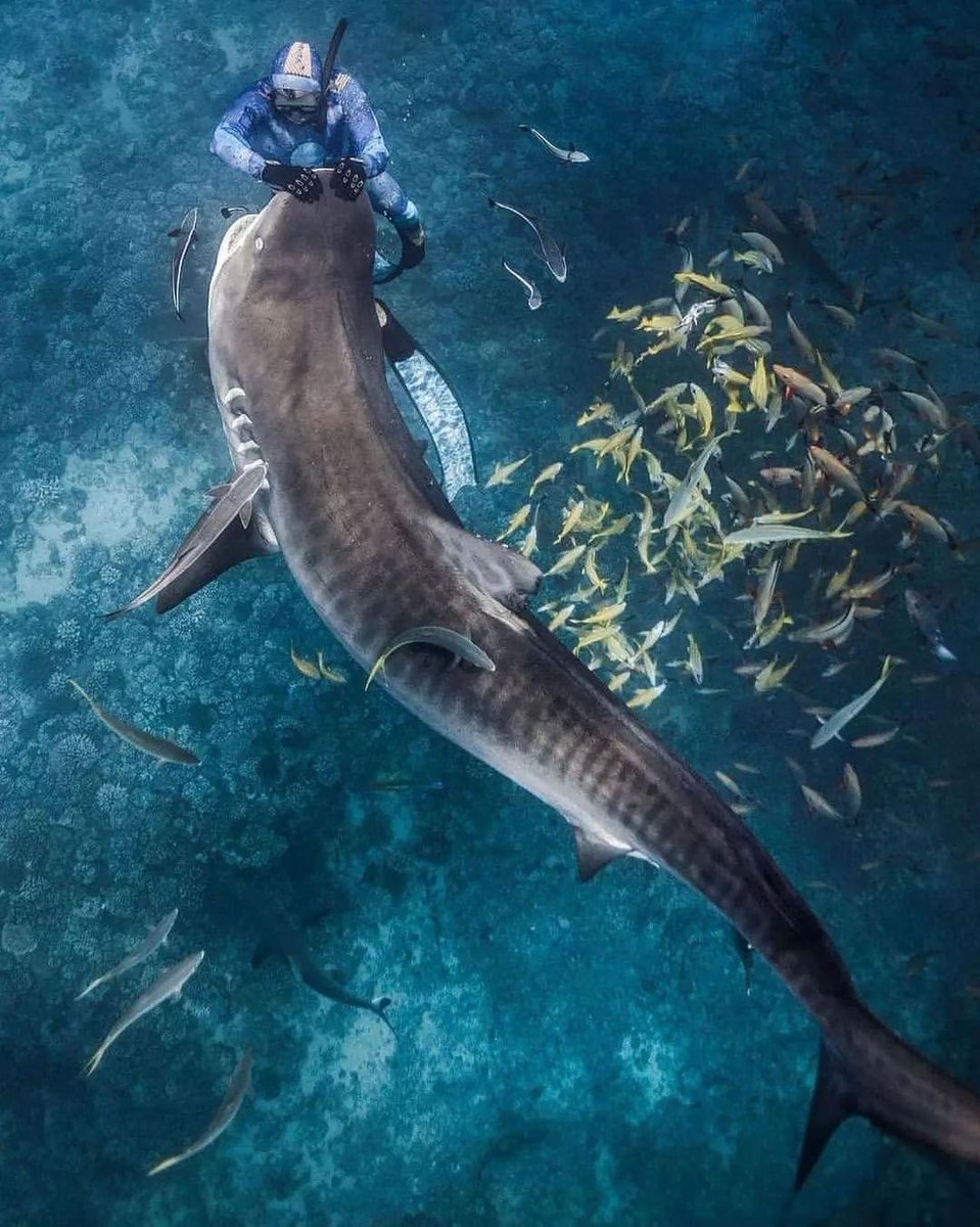 FISHINGBASSEMP's tweet photo. 🦈 How gorgeous is this? .
 .
.
📸 @camgrantphotography 
.
#shark #fishing https://t.co/6OJRkcJYlL