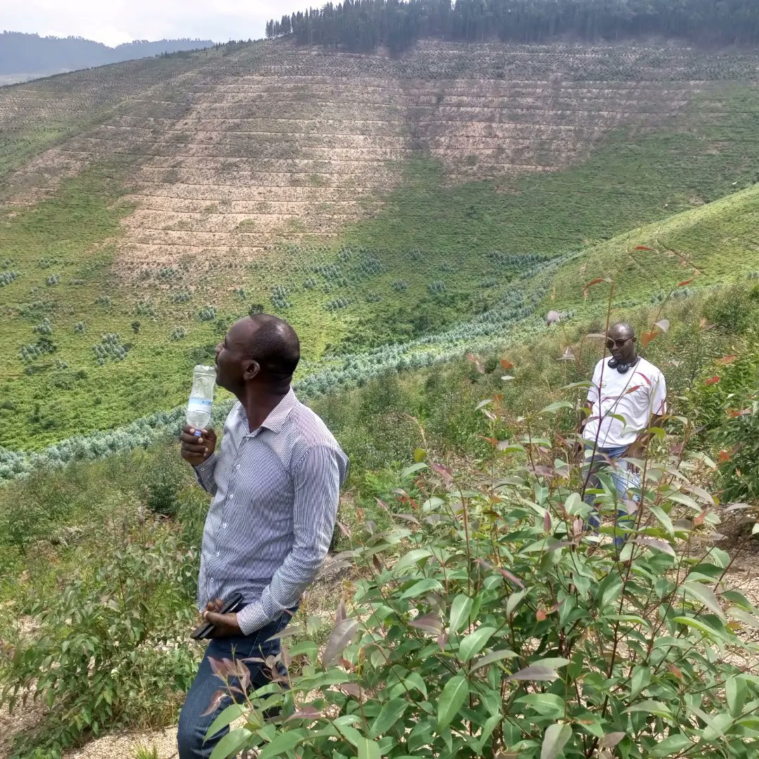 NGAYABOJBosco's tweet image. #environmentrw
#Rwandaforestry 
#KMELtd
Ibisi bya nyagakecuru aho bigeze bisazurwa harashimishije