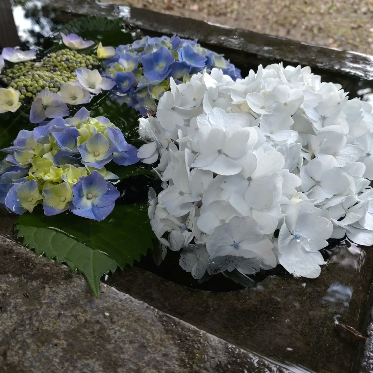 地元大網白里市宮谷八幡神社で今年も手水舎の紫陽花をはじめました(^o^)　
#千葉県 #大網白里市
#宮谷八幡神社
#東金市
#手水舎の紫陽花